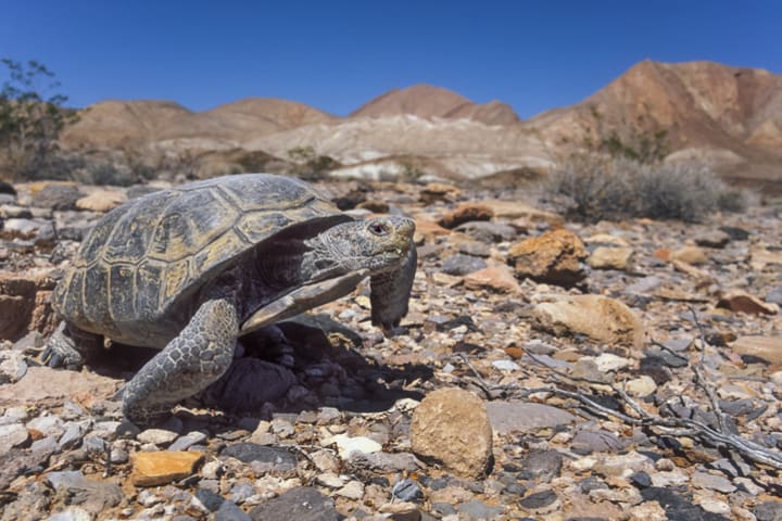 A desert tortoise.