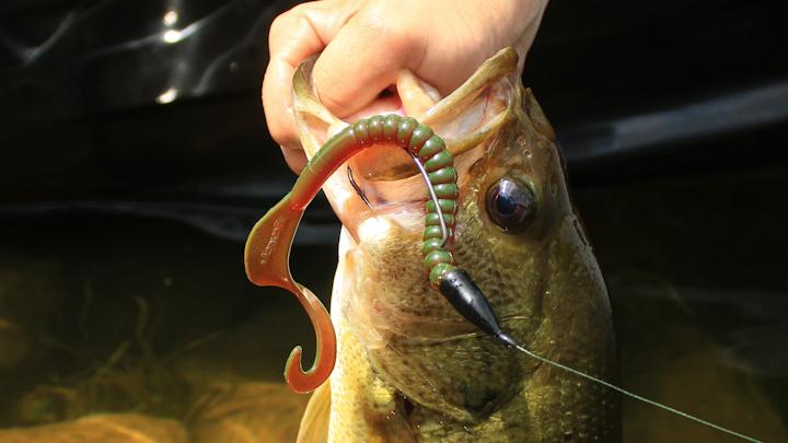 6 Soft Plastic Baits Every Largemouth Bass Angler Should Own 6 Soft Plastic Baits Every Largemouth Bass Angler Should Own