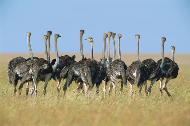 A group of ostriches in Kenya.