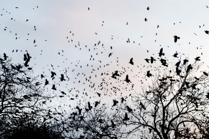 A murder of crows.