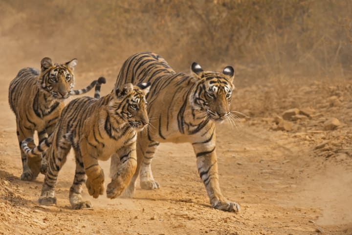 An ambush of tigers.
