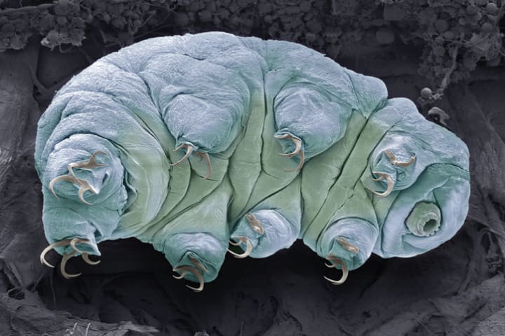 Colored scanning electron micrograph of a tardigrade, a microscopic creature that makes its home in sand.
