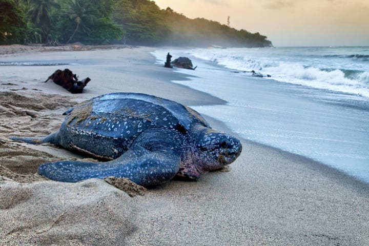 A leatherback sea turtle on the beach in Trinidad.