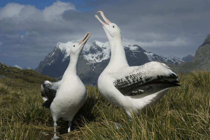 Albatrosses.