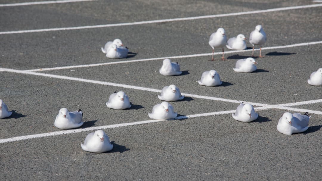 Just hanging out on bare pavement, as gulls do.