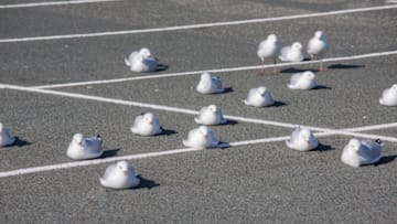 Just hanging out on bare pavement, as gulls do.