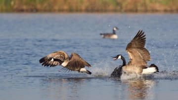 No wild geese were harmed in the making of this idiom.