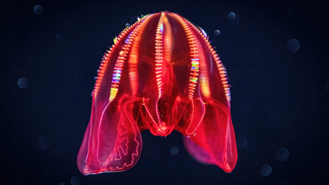 The aptly and catchily named bloodybelly comb jelly. The aptly and catchily named bloodybelly comb jelly.
