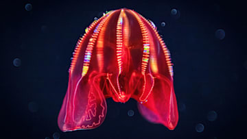 The aptly and catchily named bloodybelly comb jelly.