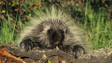 A North American porcupine says hi.