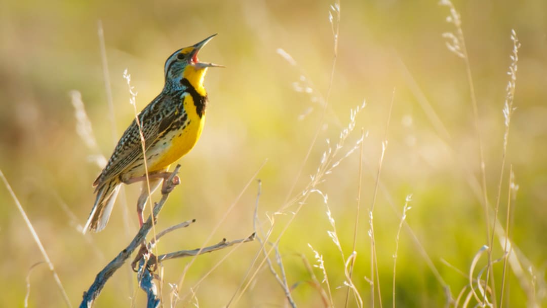 Birds like this western meadowlark are singing earlier in the morning and later at night thanks to light pollution. Birds like this western meadowlark are singing earlier in the morning and later at night thanks to light pollution.