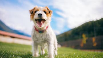 Jack Russell was a real person.