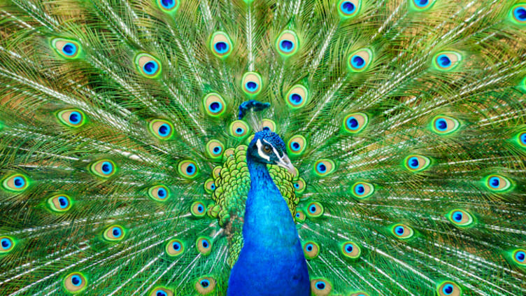 10 Brilliant Facts About Peacocks
