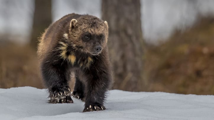 11 Fierce Facts About Wolverines