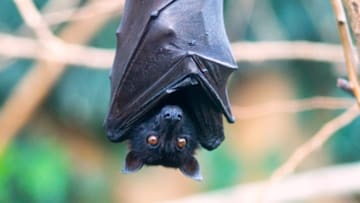 The large flying fox (Pteropus vampyrus) is a Southeast Asian species of megabat.