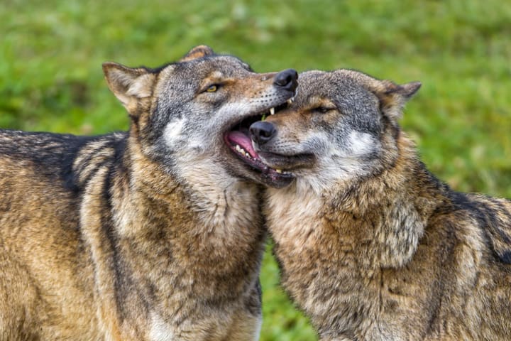 One wolf giving another a love bite.