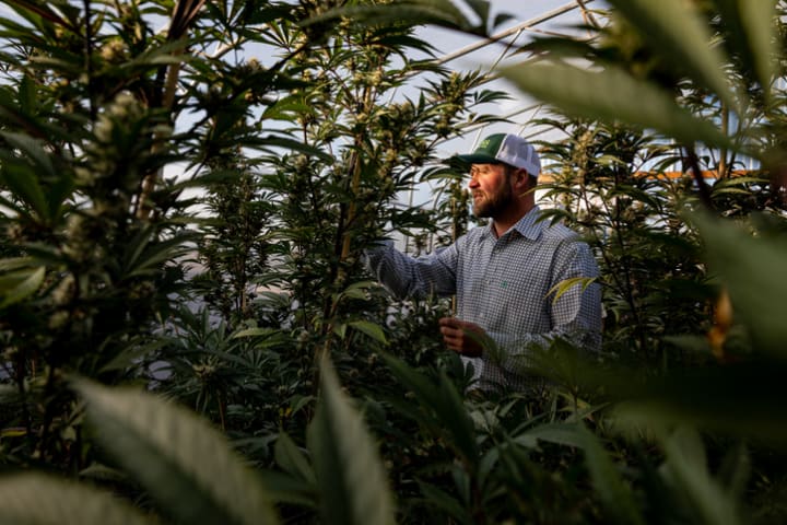 A cannabis farmer in Colorado.