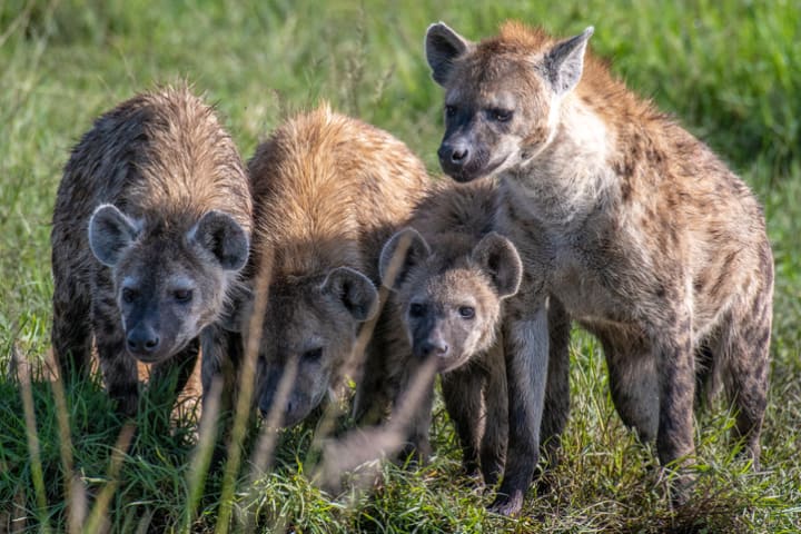 A cackle of hyenas. 