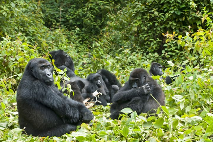 A shrewdness of eastern lowland gorillas.