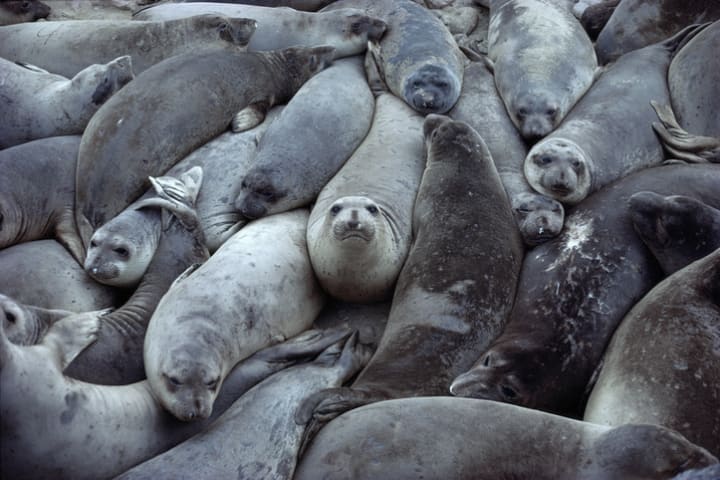 A harem of northern elephant seals.