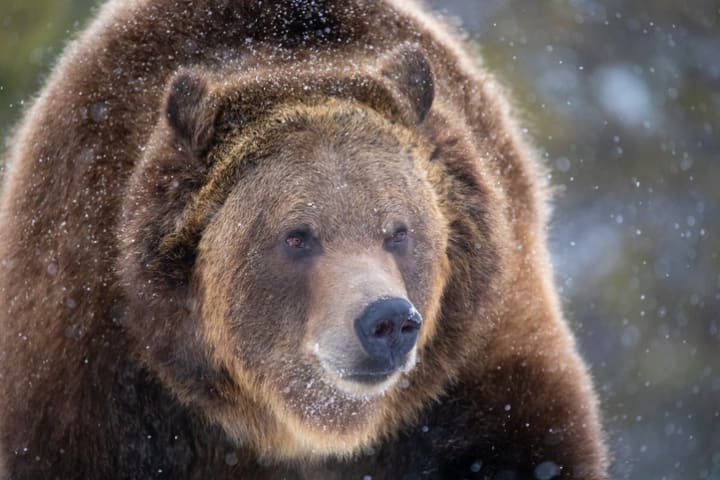 A large brown bear in snow