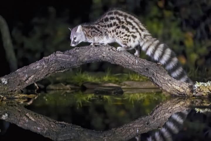 A European or common genet on a log over a pond