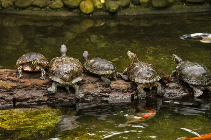 Row of turtles on a log in a pond