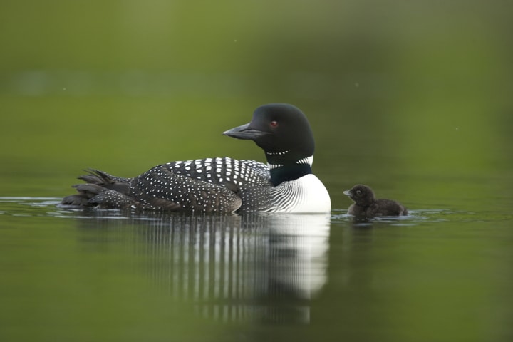 A common loon with a just-hatched chick.