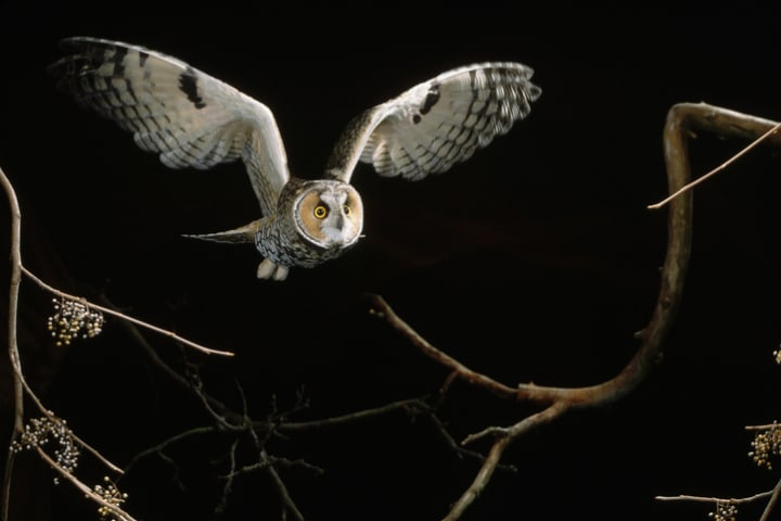 A long-eared owl flies at night.