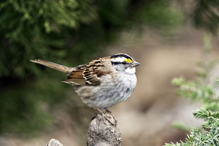 A white-throated sparrow.