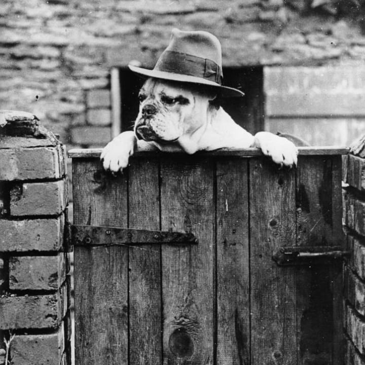 An English bulldog peeks his head over a fence