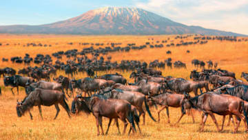 Two of the seven natural wonders of Africa: The wildebeest migration with Mount Kilimanjaro in the background.