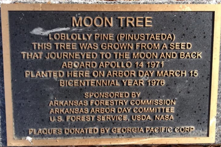 Most of Roosa's original "Moon Trees" were planted in time for the U.S. Bicentennial in 1976.