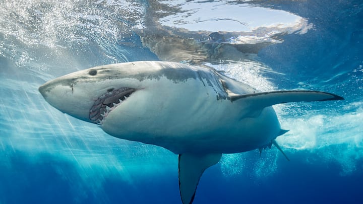 A great white shark.