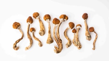 Magic mushrooms come in more strains than you might realize.