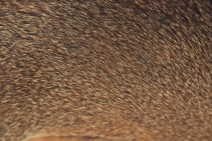A close look at an Abyssinian cat's fur