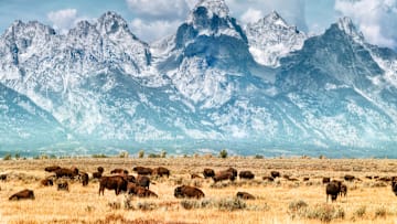 Bison migration works wonders for soil.