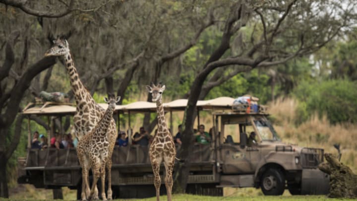 Giraffe Calf Joins Herd on Disney's Animal Kingdom Savanna