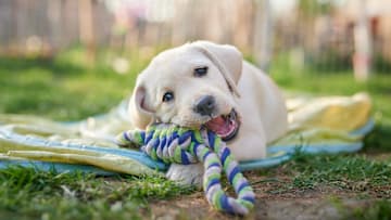 The bestest boy deserves the best toys.