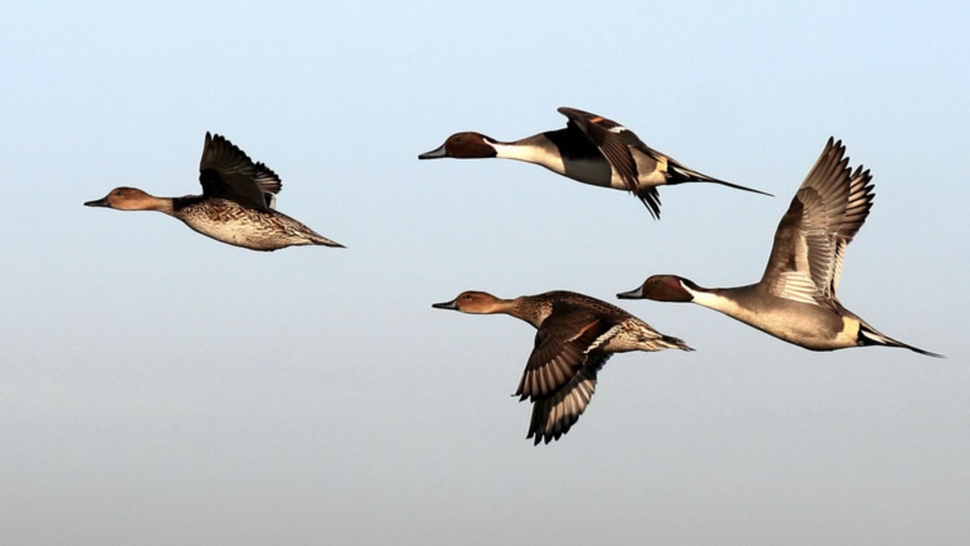 A quartet of northern pintail ducks in flight.