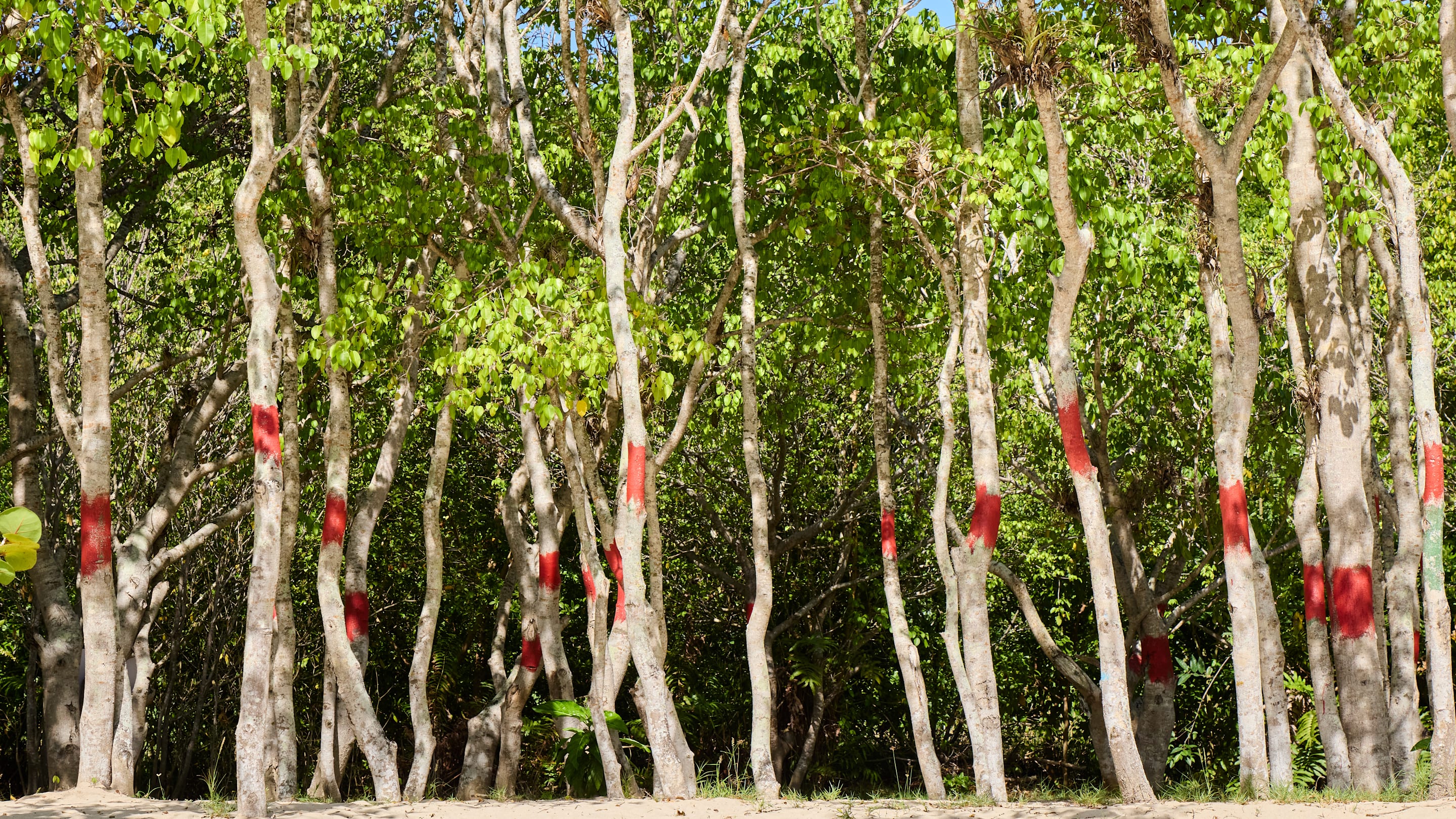 Just Touching the World‘s Most Dangerous Tree Could Send You to the Hospital