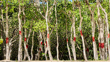 Manchineel trees with warning signs at Buccoo Beach, Tobago.