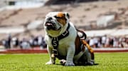 Mississippi State Live Mascot Bully XXII during the 2025 Spring Game at Davis Wade Stadium at Scott Field in Starkville, MS.