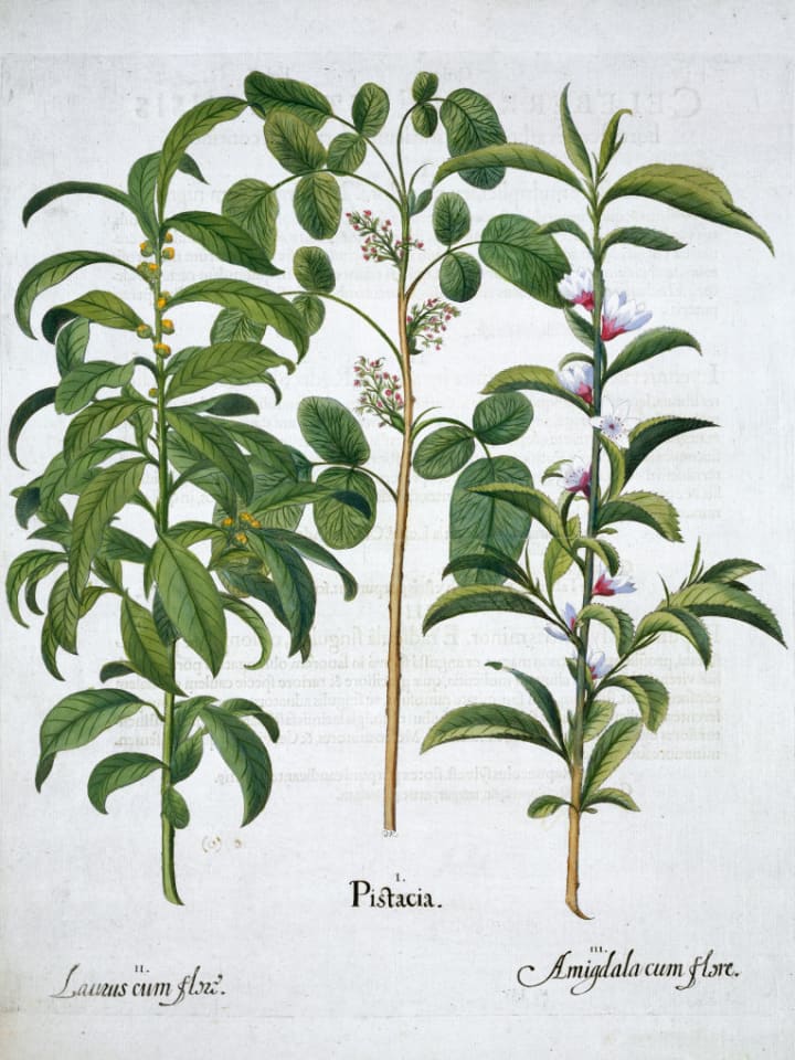 Pistachio Nut Bay Tree (Laurus Nobilis) And Almond 1613