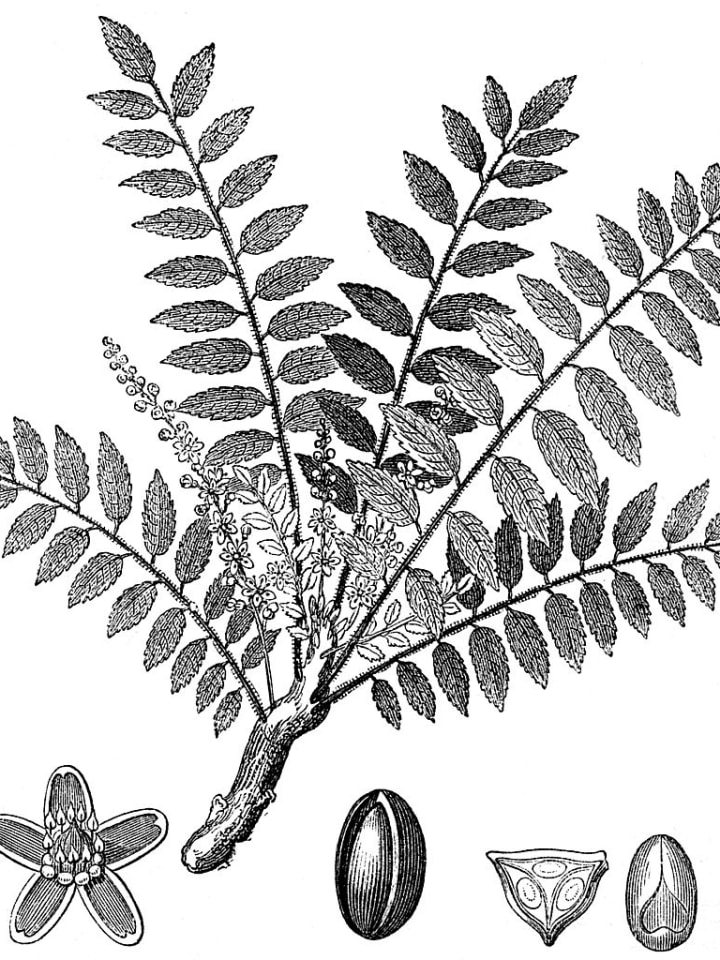Frankincense plant - used as an ingredie