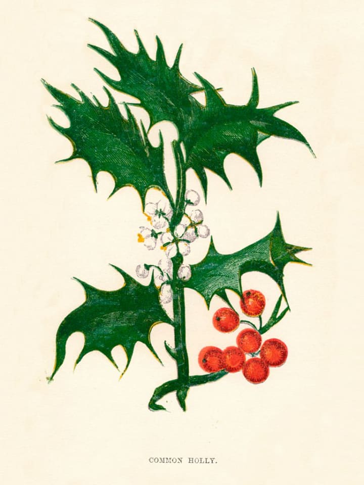 Common Holly, c1891, (1891)