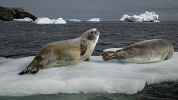Turkish scientists conduct protection work on wildlife in Antarctica
