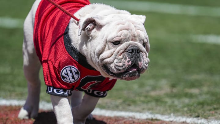 Apr 13, 2024; Athens, GA, USA; Georgia Bulldogs mascot UGA on the field during the G-Day Game at Sanford Stadium. Mandatory Credit: Dale Zanine-USA TODAY Sports