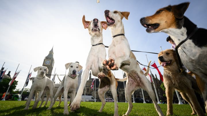 Countryside Alliance Protest Against Labour's Proposed Trail Hunting Ban