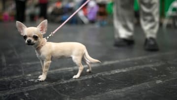 Crufts 2024 - Day One